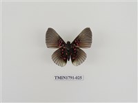 藏品(外國蝴蝶)的圖片